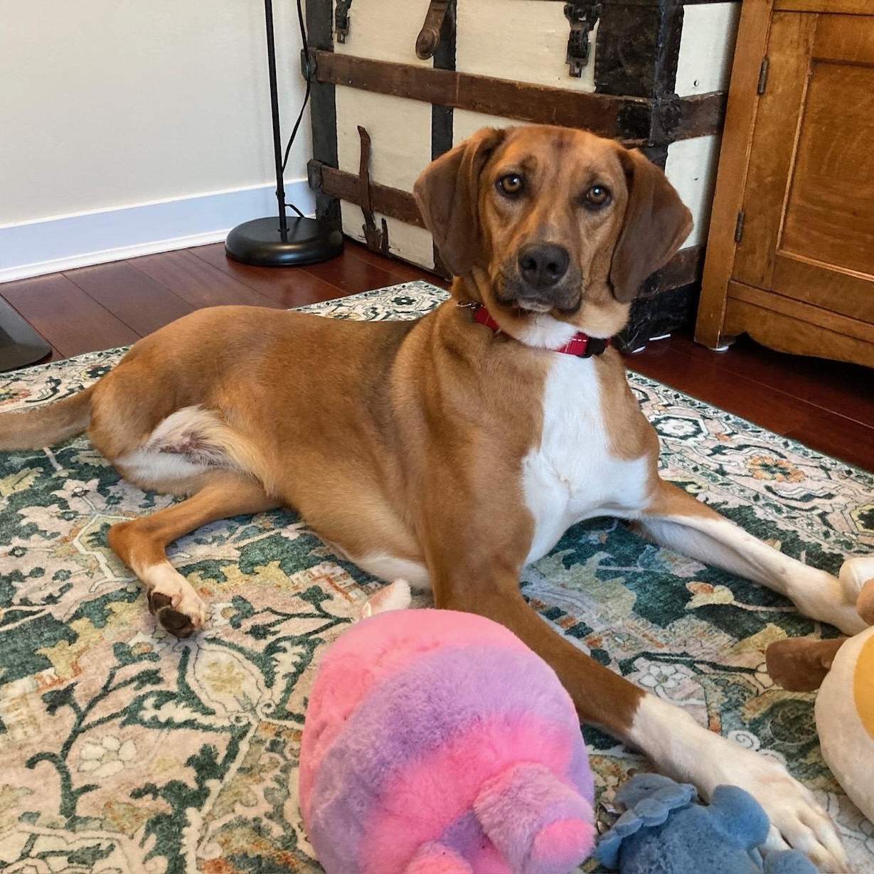 Enlarge Ms. Gorgeous Nova (Tripaw), a ADOPTABLE mixed breed in Vancouver, BC image 4/6