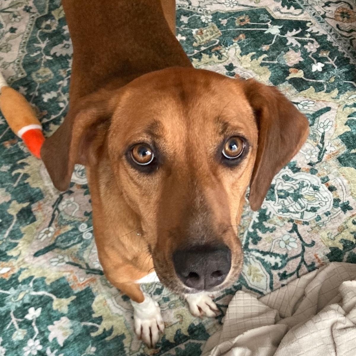 Enlarge Ms. Gorgeous Nova (Tripaw), a ADOPTABLE mixed breed in Vancouver, BC image 6/6