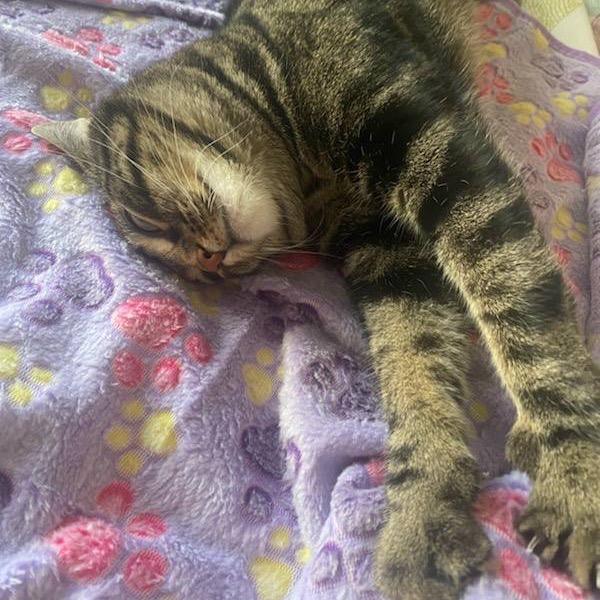 Enlarge Heidi, a Adoptable Domestic Short Hair in New York, NY image 4/5