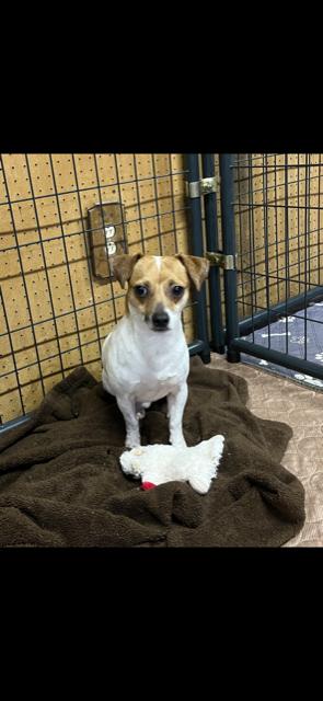 Mars, Adoptable, Young Male Chihuahua & Jack Russell Terrier.