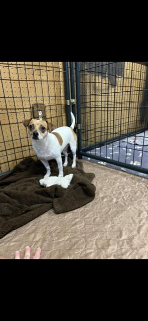 Enlarge Mars, a Adoptable mixed breed in Union Beach, NJ image 3/3