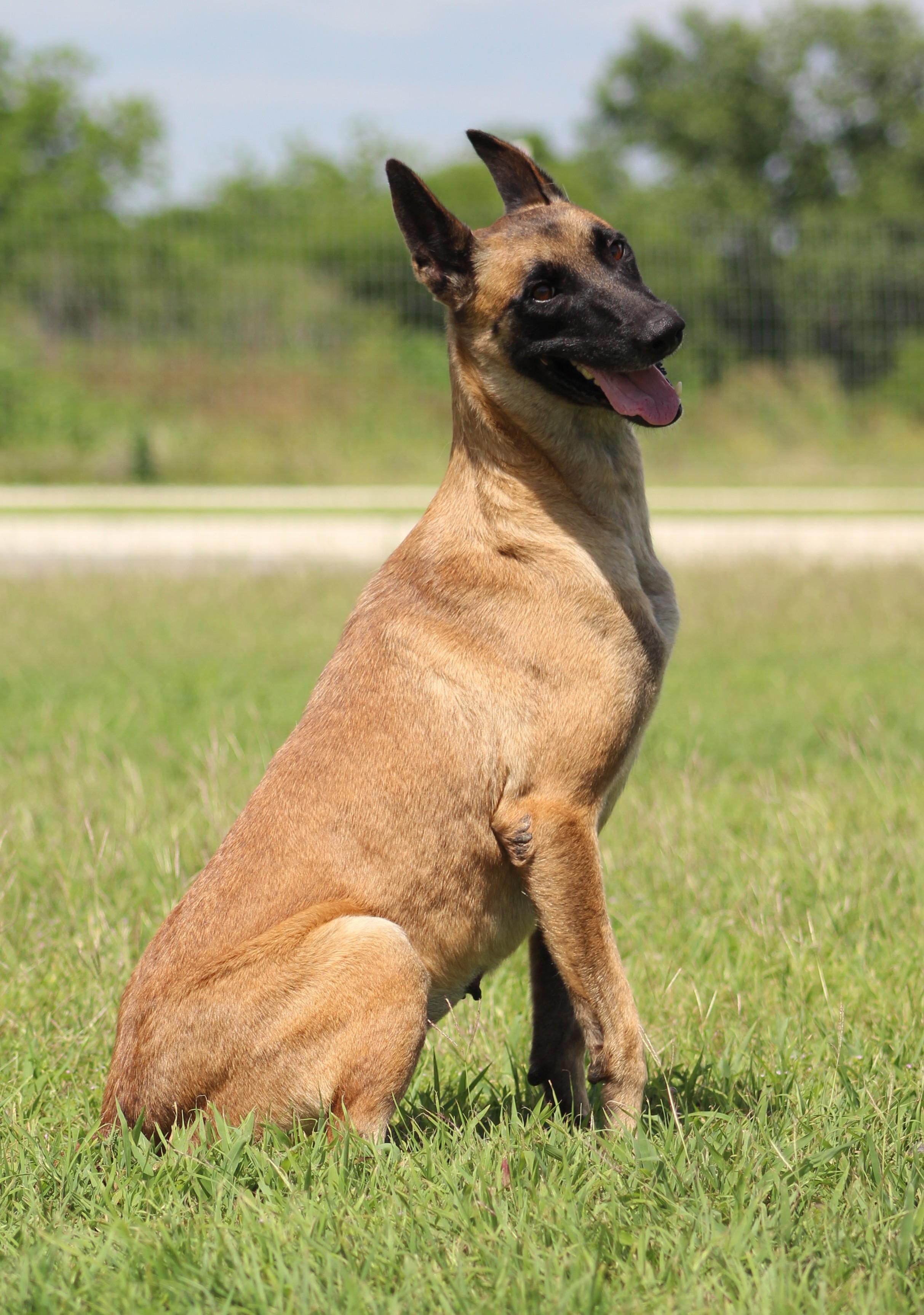 Enlarge Renata, a ADOPTABLE Belgian Shepherd / Malinois in Temple, TX image 2/6
