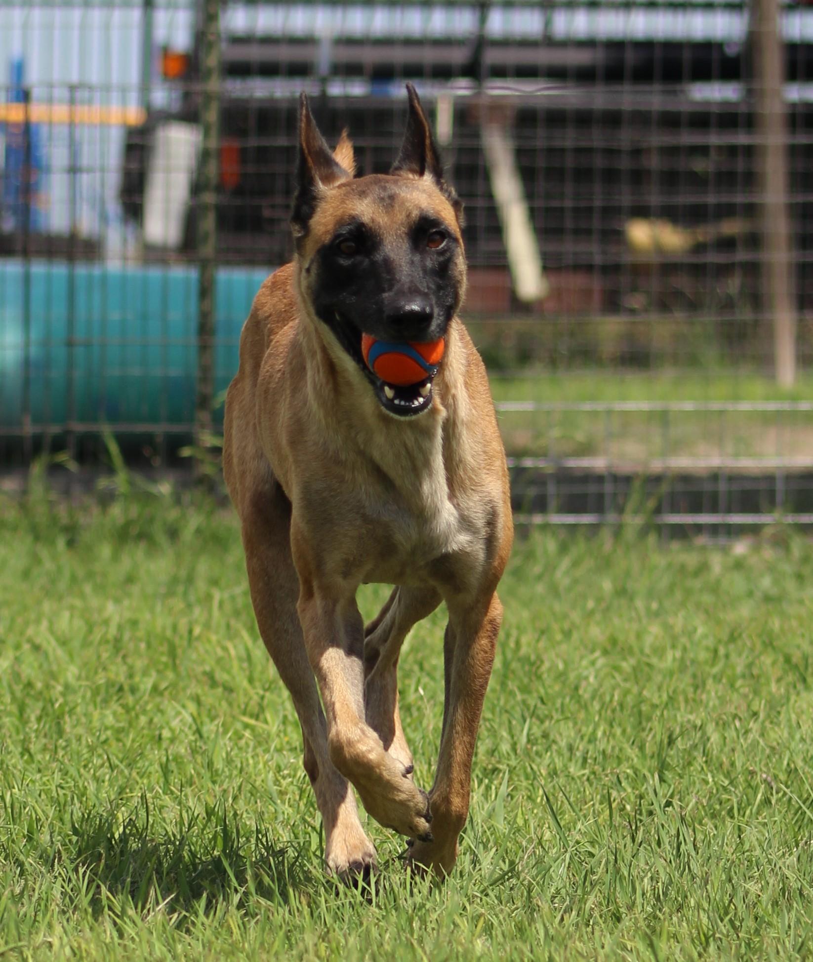 Renata, ADOPTABLE, Adult Female Belgian Shepherd / Malinois.
