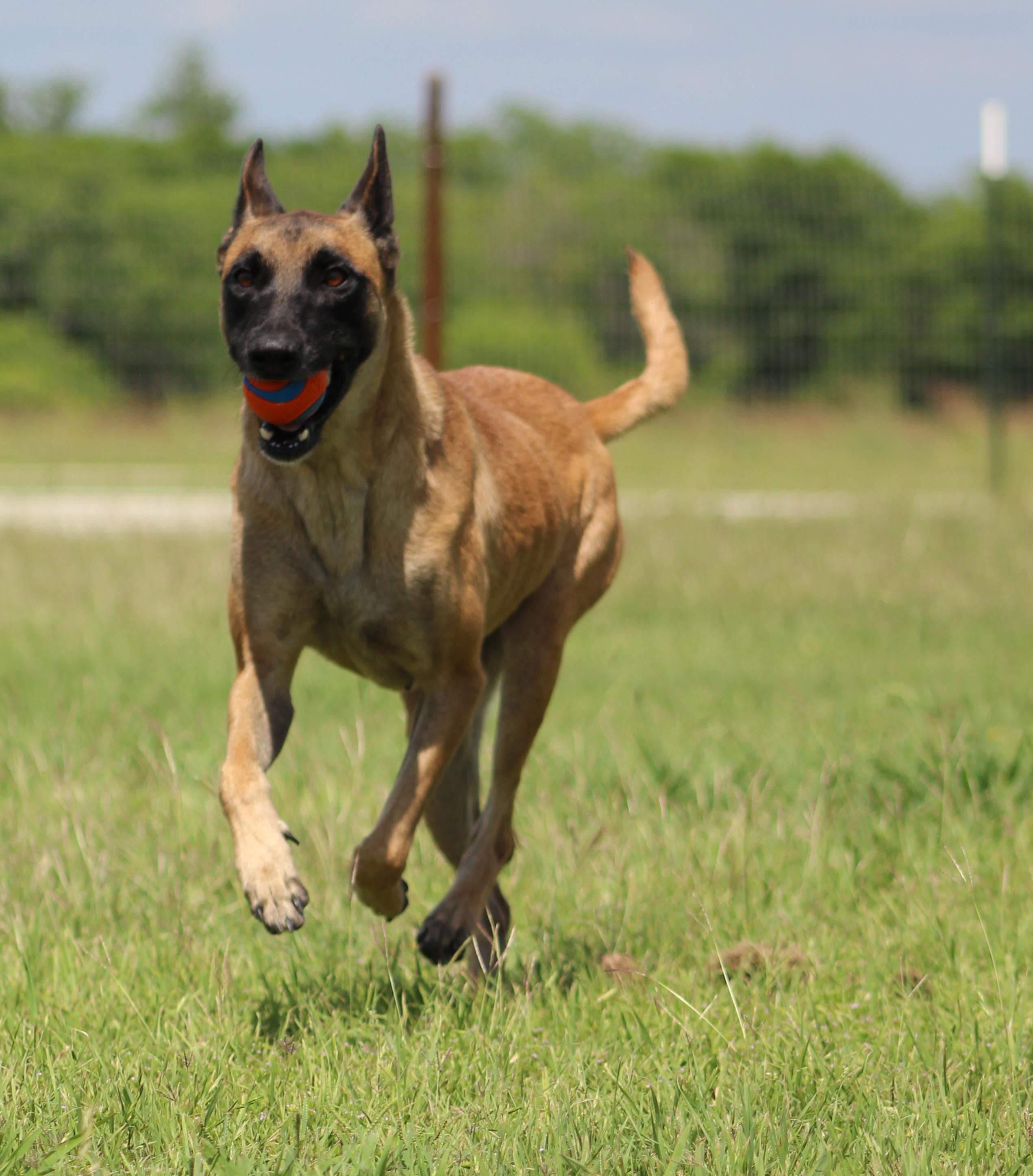 Enlarge Renata, a ADOPTABLE Belgian Shepherd / Malinois in Temple, TX image 5/6