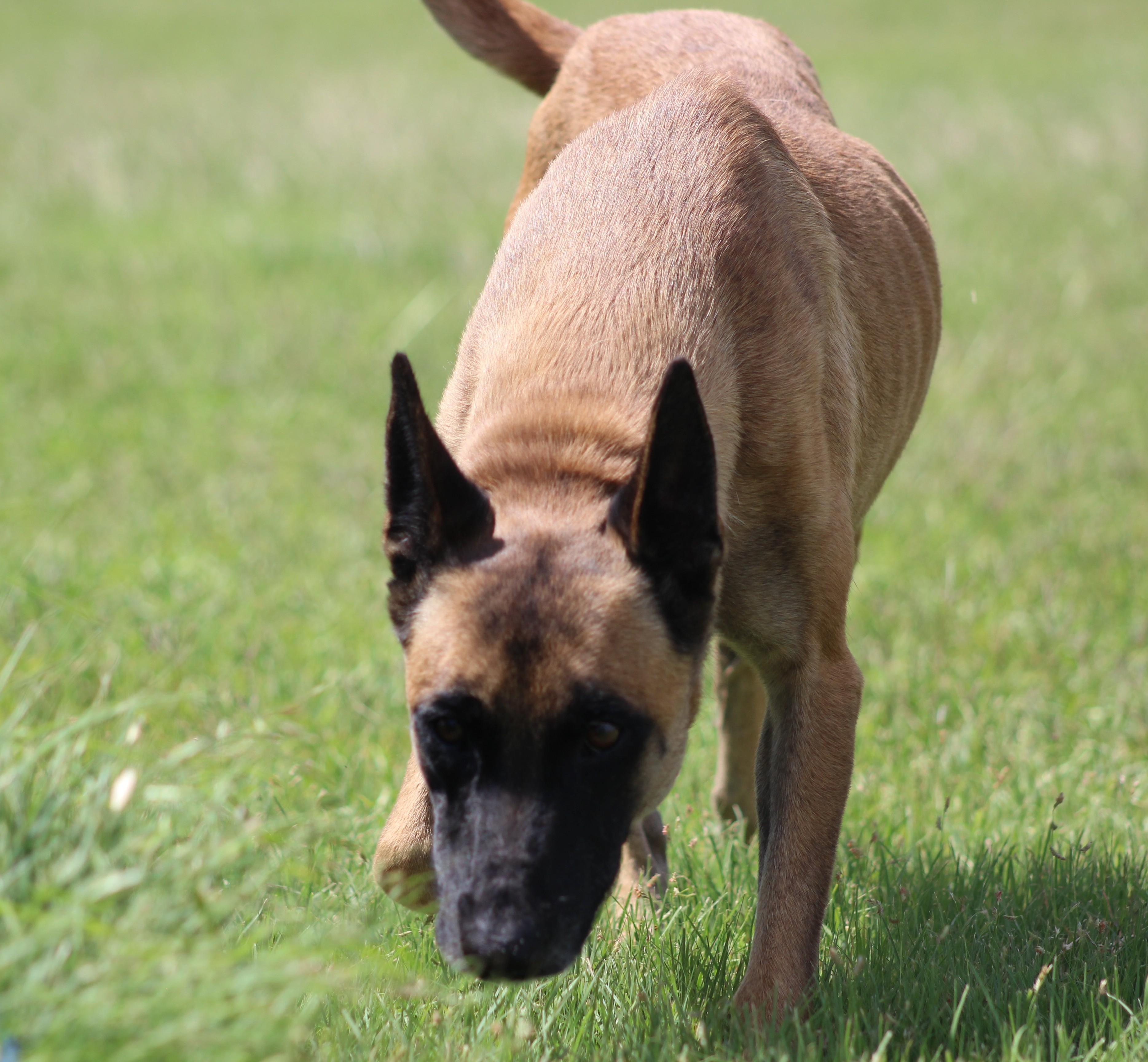 Enlarge Renata, a ADOPTABLE Belgian Shepherd / Malinois in Temple, TX image 6/6