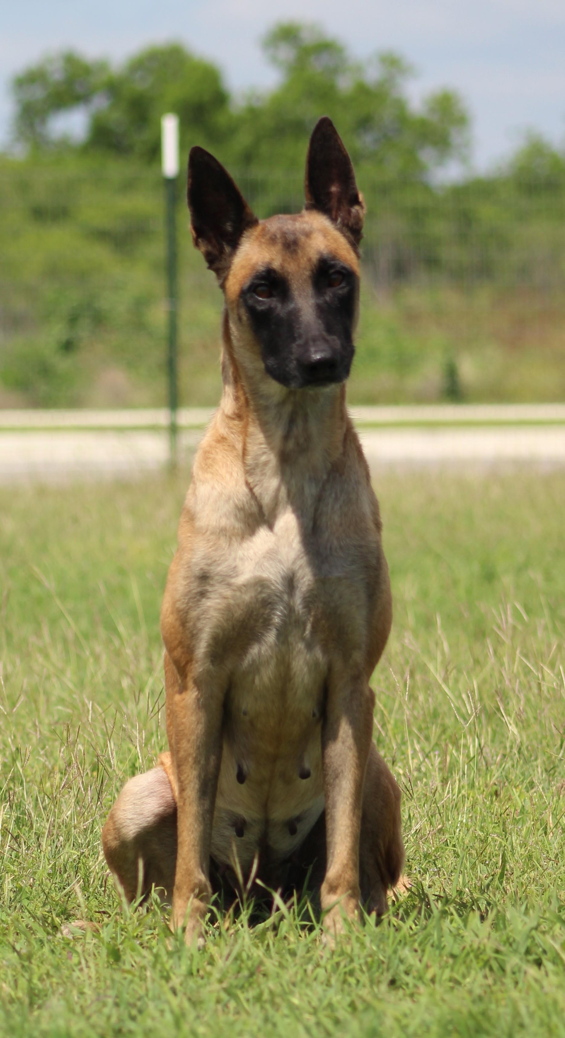 Enlarge Renata, a ADOPTABLE Belgian Shepherd / Malinois in Temple, TX image 3/6