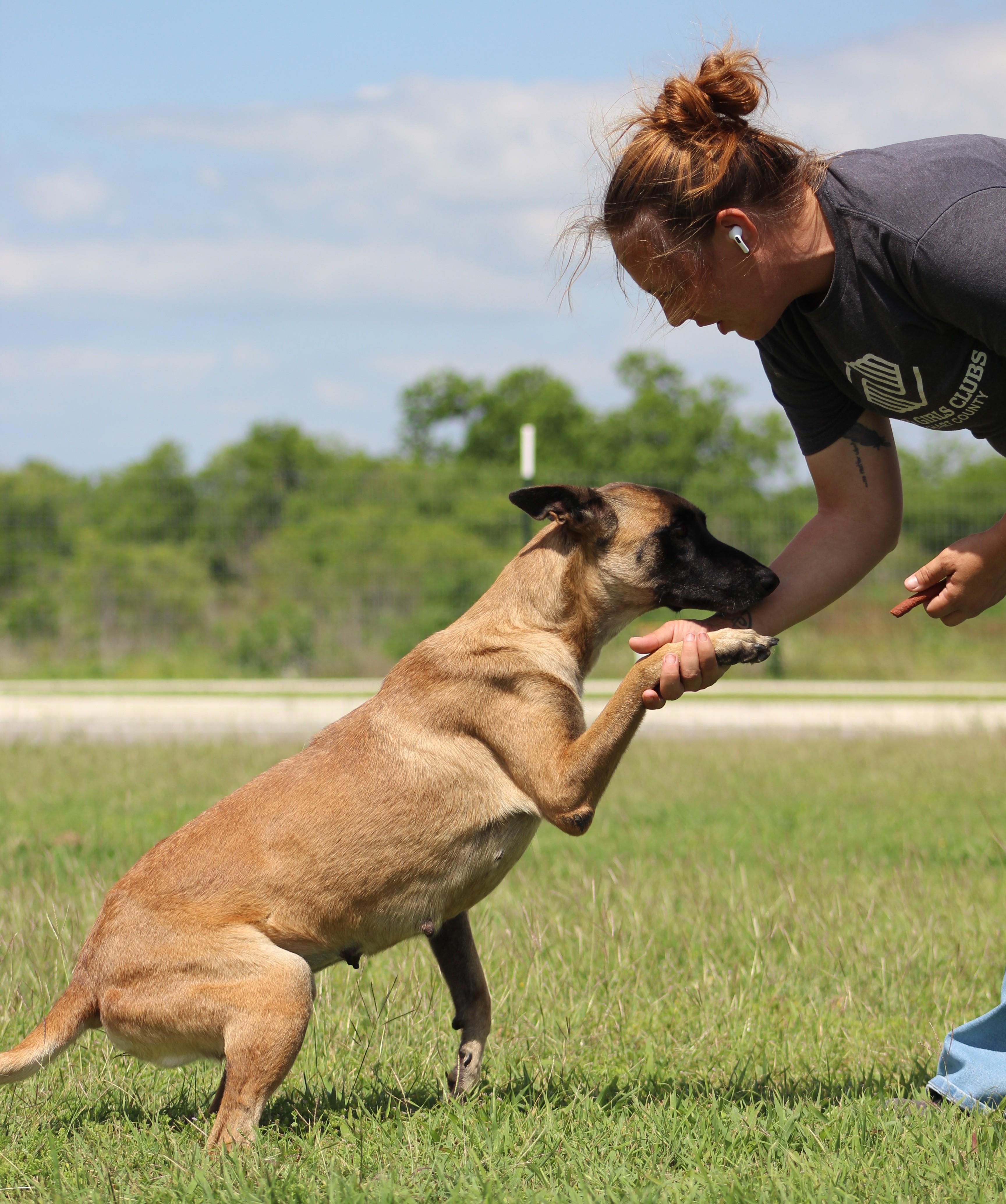 Enlarge Renata, a ADOPTABLE Belgian Shepherd / Malinois in Temple, TX image 4/6