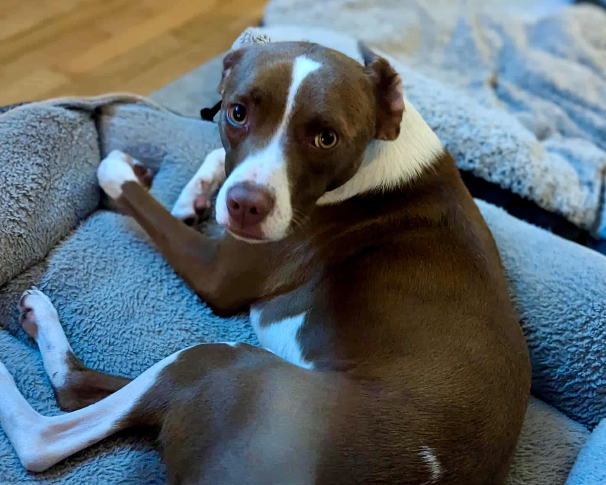 Enlarge Pyro, a Adoptable mixed breed in Sag Harbor, NY image 1/6