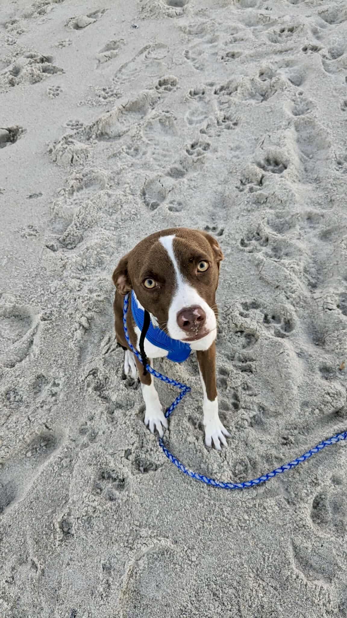 Enlarge Pyro, a Adoptable mixed breed in Sag Harbor, NY image 2/6