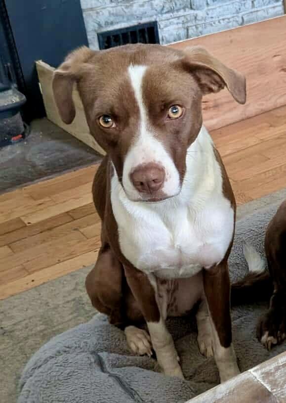 Enlarge Pyro, a Adoptable mixed breed in Sag Harbor, NY image 3/6