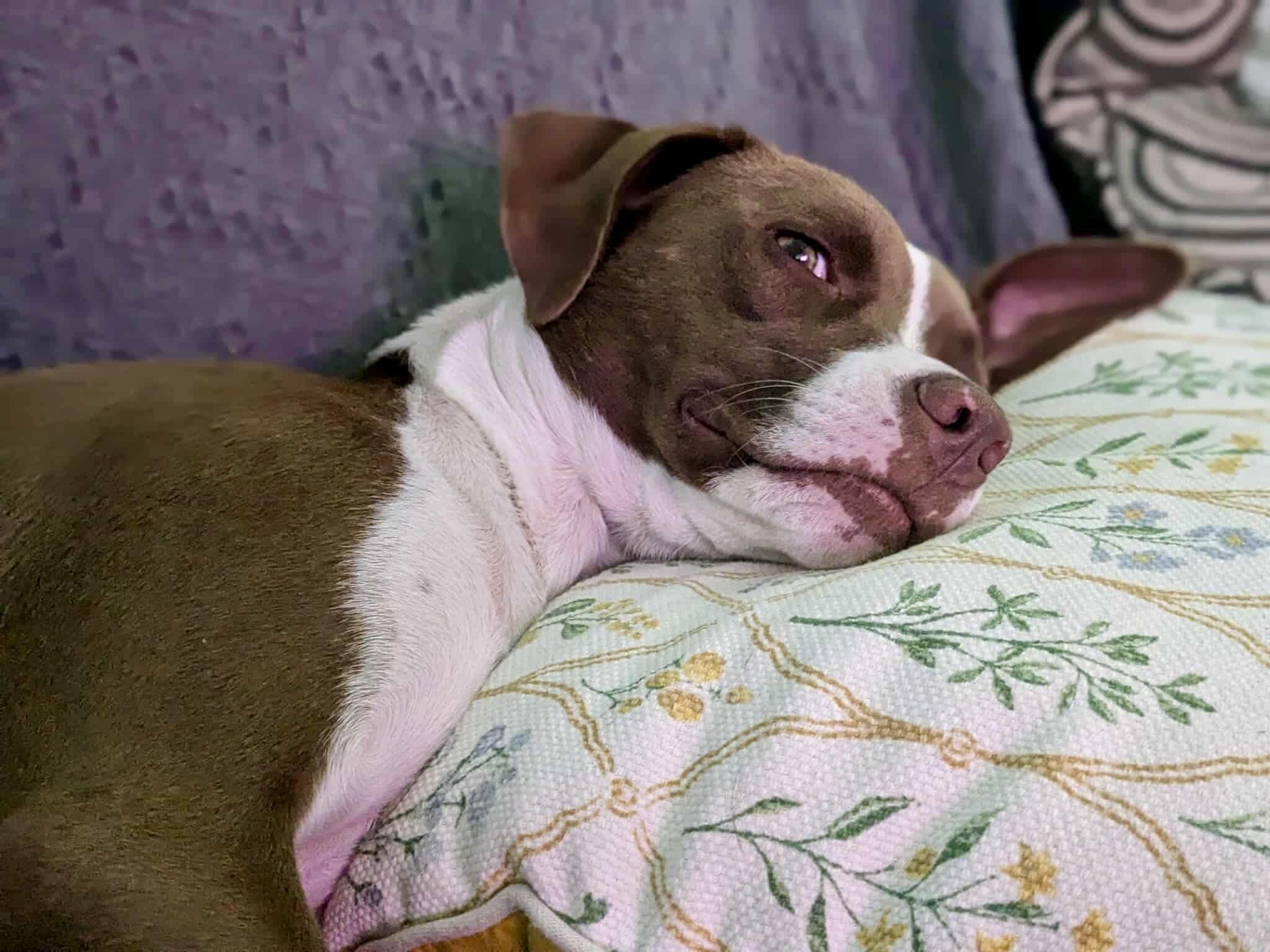 Enlarge Pyro, a Adoptable mixed breed in Sag Harbor, NY image 4/6