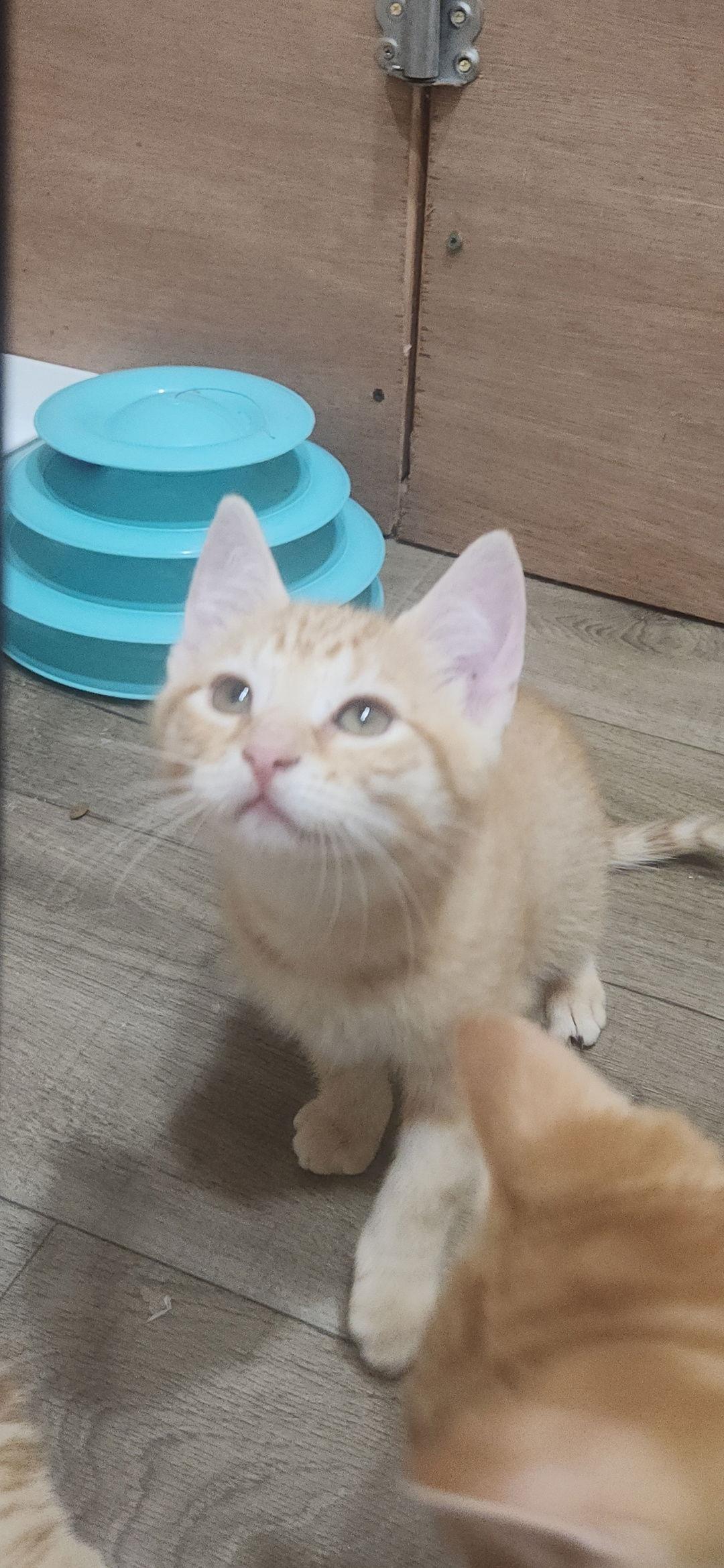 Enlarge Julius, a Adopted Domestic Short Hair in Blackwood, NJ image 1/3