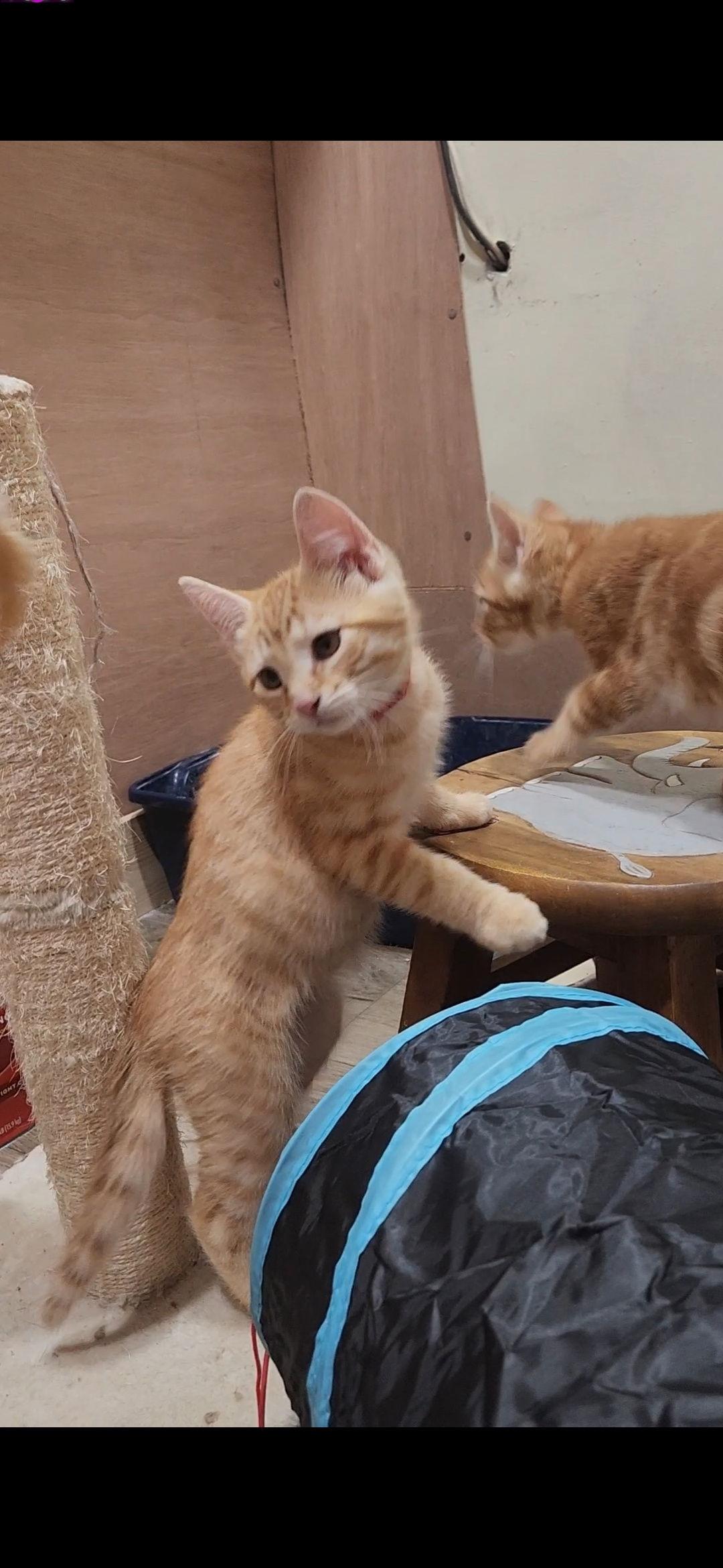 Enlarge Julius, a Adopted Domestic Short Hair in Blackwood, NJ image 2/3