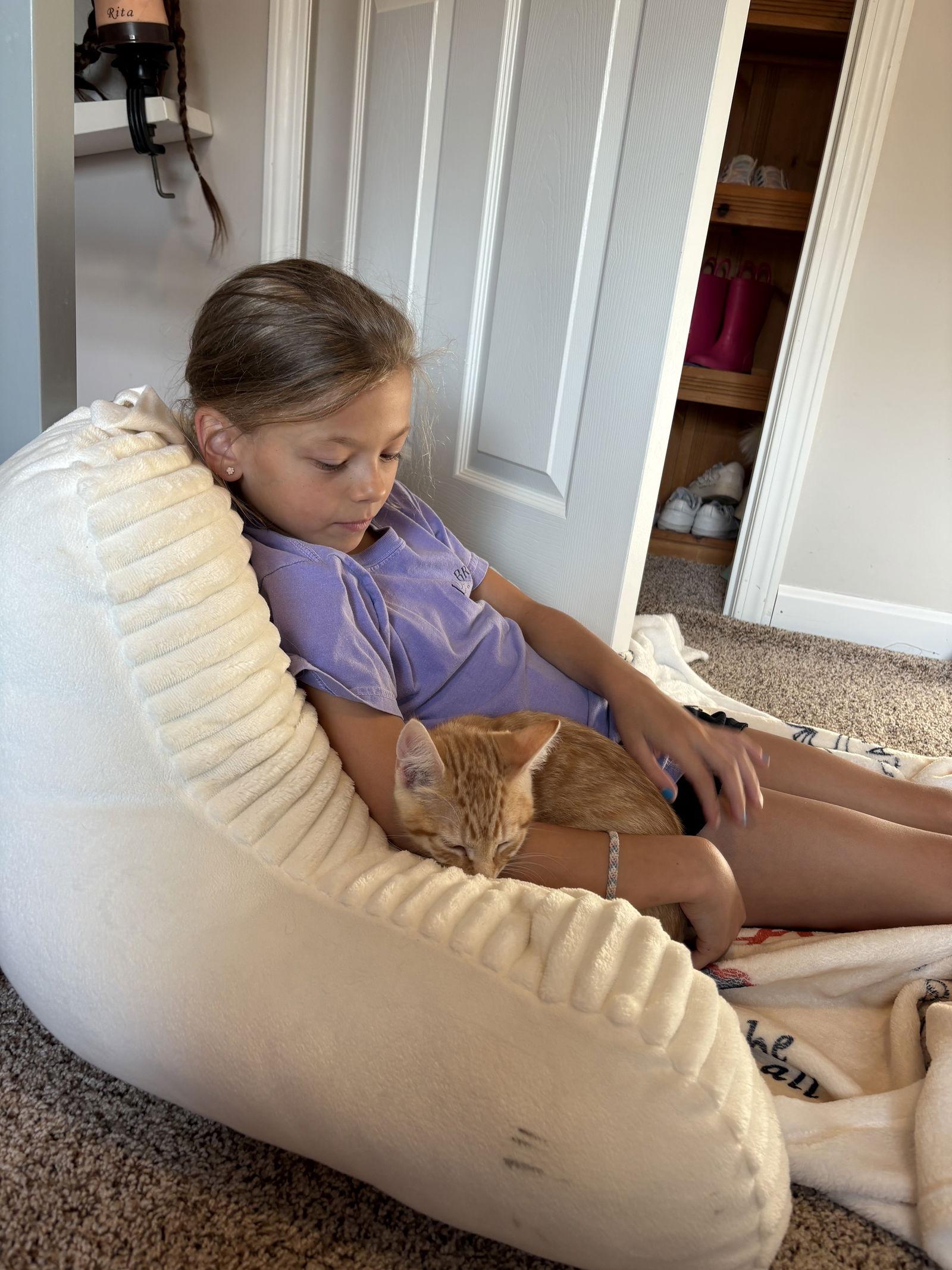 Enlarge Julius, a Adopted Domestic Short Hair in Blackwood, NJ image 3/3