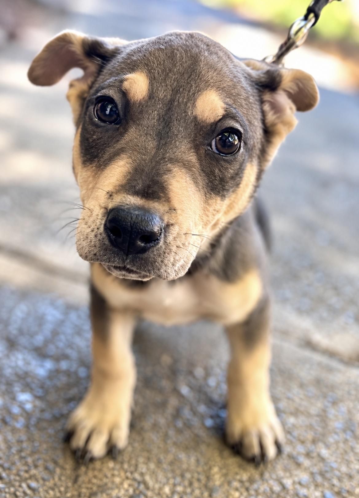 Enlarge Frost, a Adoptable mixed breed in Tigard, OR image 2/4