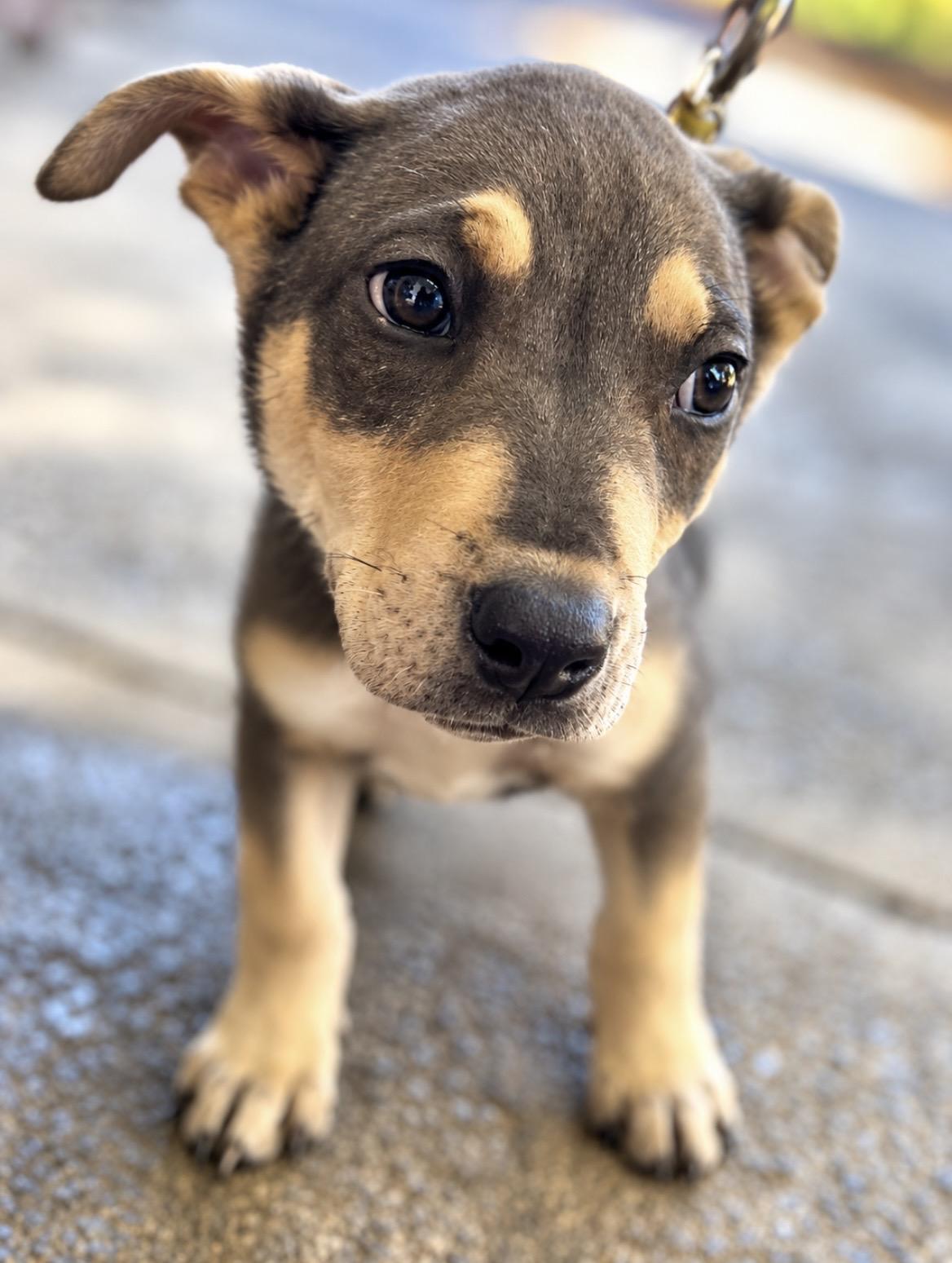 Enlarge Frost, a Adoptable mixed breed in Tigard, OR image 4/4