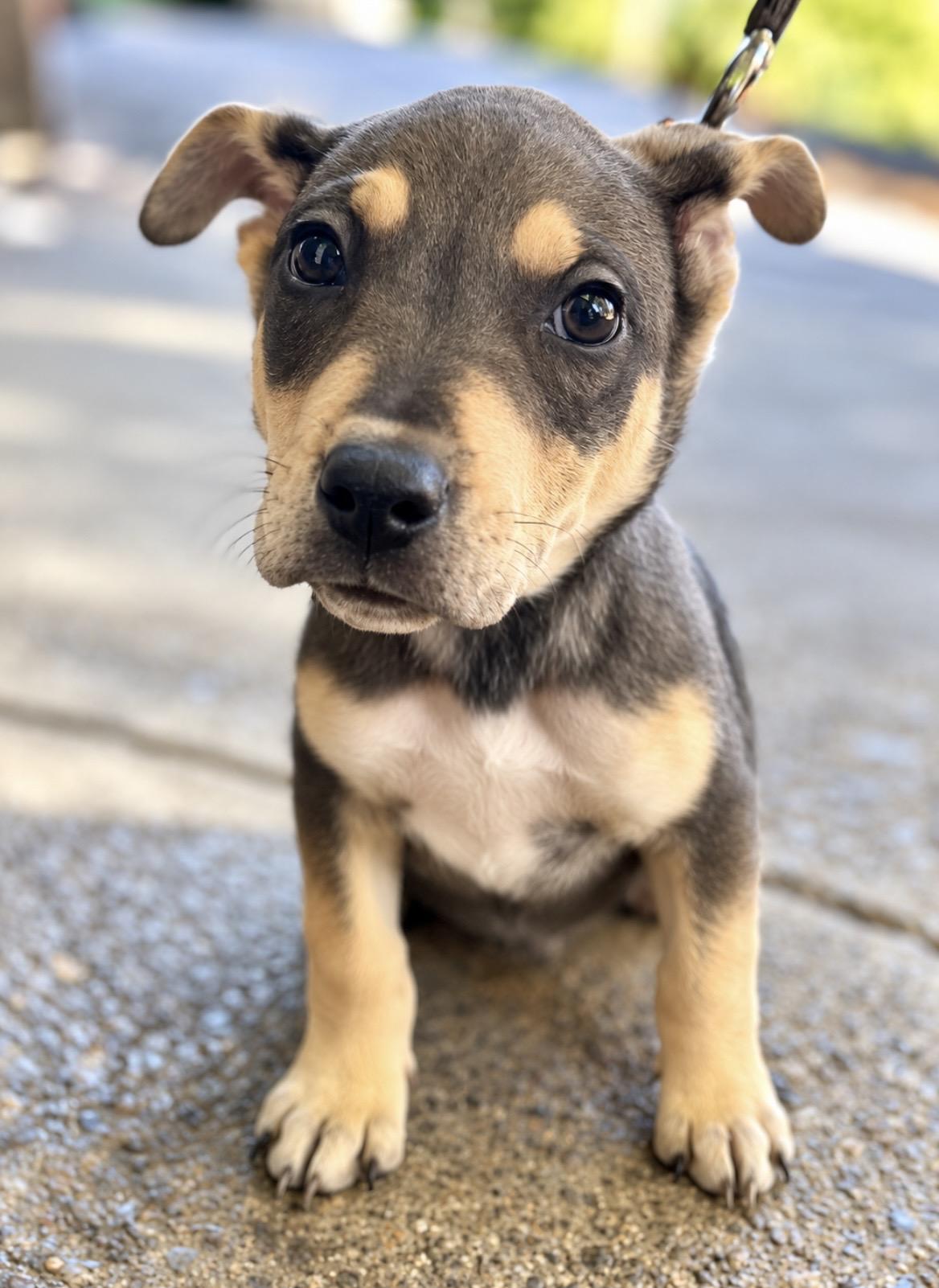 Enlarge Frost, a Adoptable mixed breed in Tigard, OR image 3/4