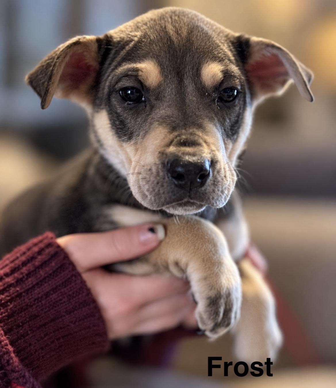 Frost, Adoptable, Puppy Female Pit Bull Terrier & Black Mouth Cur.