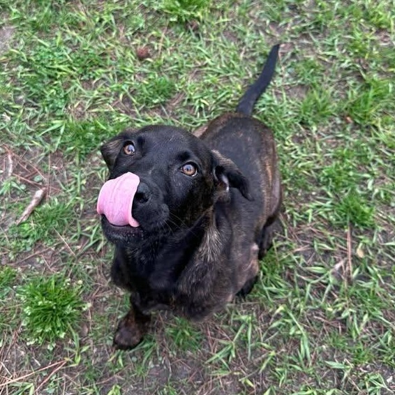 Enlarge Bucky, an adopted mixed breed in Wilmington, NC image 2/5