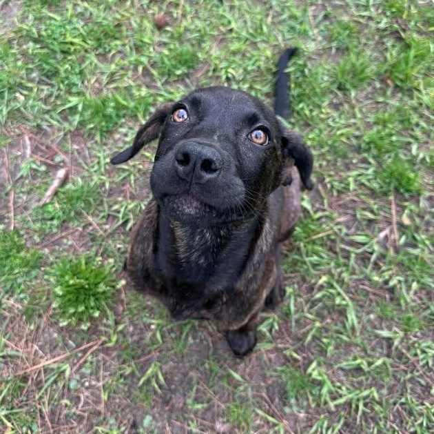 Enlarge Bucky, an adopted mixed breed in Wilmington, NC image 3/5