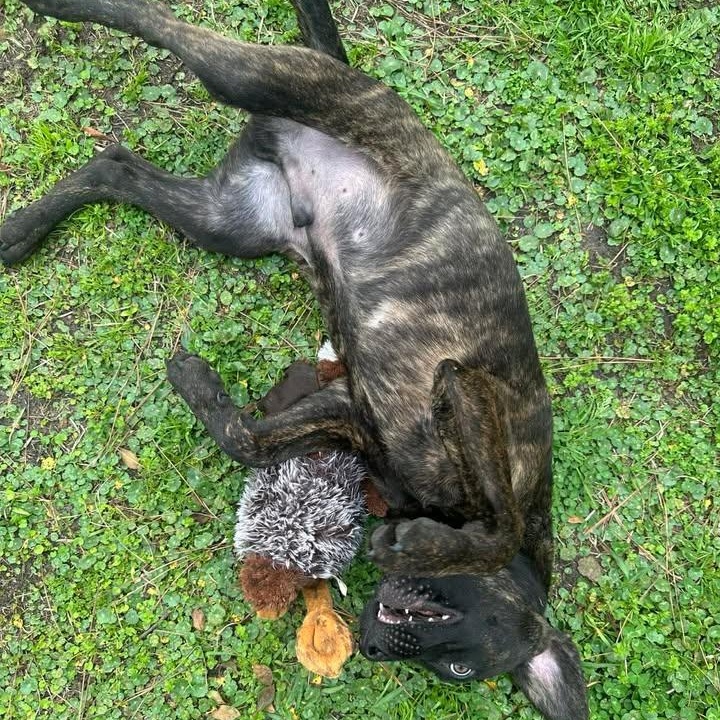 Enlarge Bucky, an adopted mixed breed in Wilmington, NC image 5/5