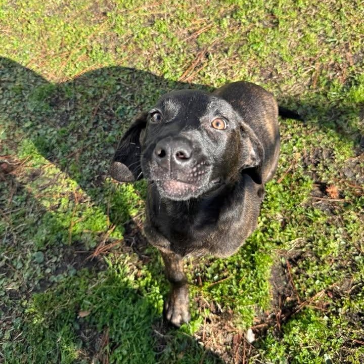 Bucky, adopted, Young Male Plott Hound.