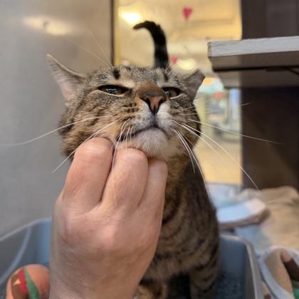 Gumbo, Adoptable, Adult Male Domestic Short Hair.