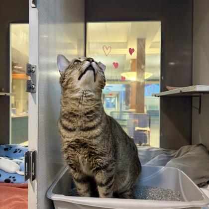 Enlarge Gumbo, a Adoptable mixed breed in Richmond, VA image 2/3