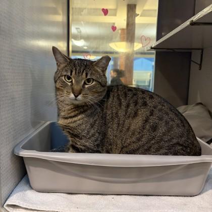 Enlarge Gumbo, a Adoptable mixed breed in Richmond, VA image 3/3