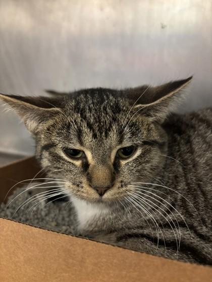 Enlarge Fig , a ADOPTABLE Domestic Short Hair in Lafayette, IN image 1/1