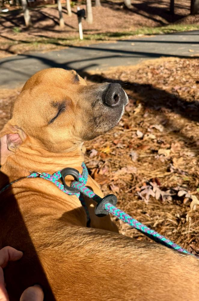 Terry, Adoptable, Young Male Labrador Retriever.