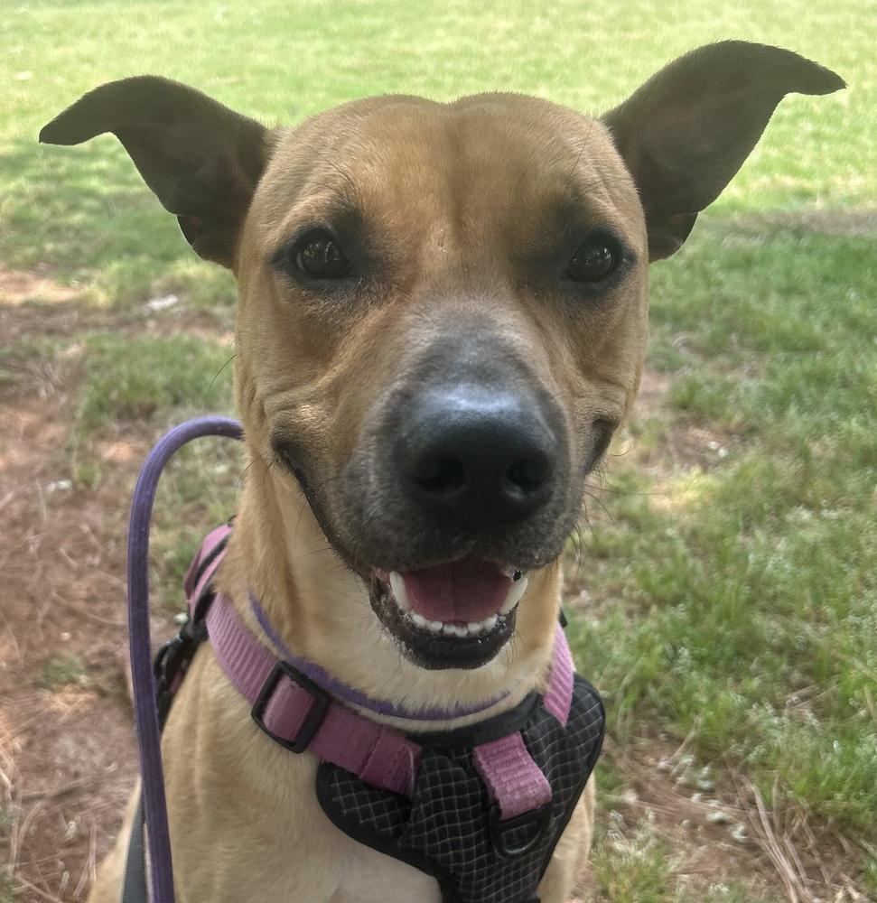 Enlarge Terry, a Adoptable Labrador Retriever in Marietta, GA image 2/6