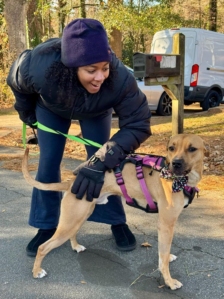Terry, Adoptable, Young Male Labrador Retriever.