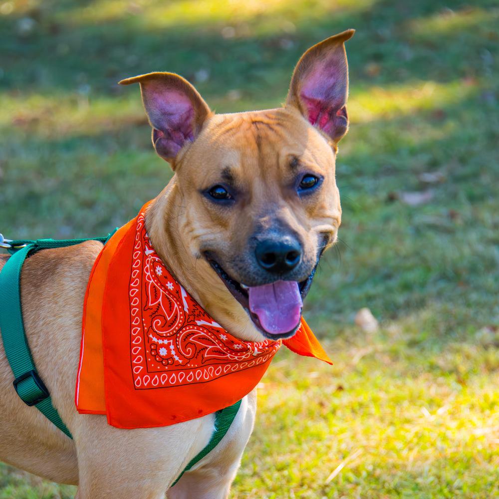 Terry, Adoptable, Young Male Labrador Retriever.