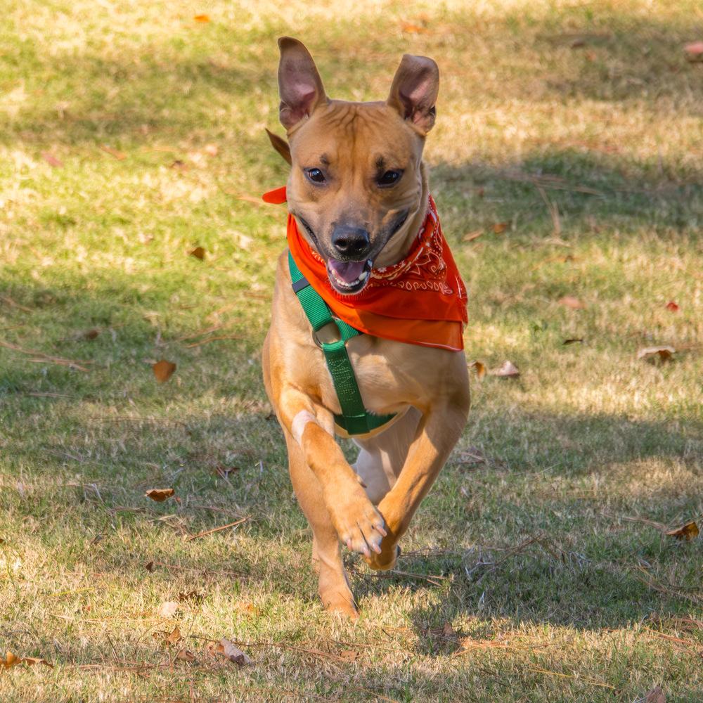Enlarge Terry, a Adoptable Labrador Retriever in Marietta, GA image 3/6
