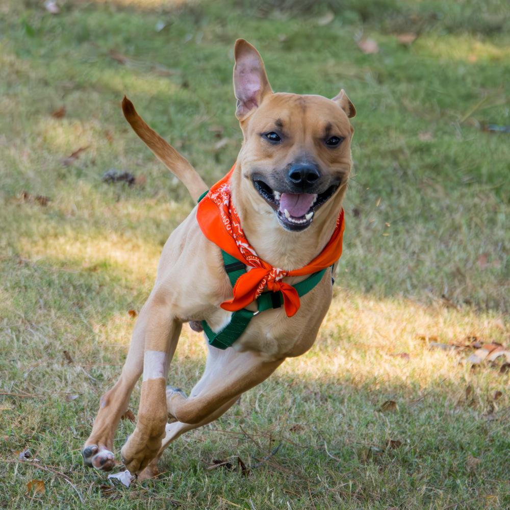 Enlarge Terry, a Adoptable Labrador Retriever in Marietta, GA image 4/6