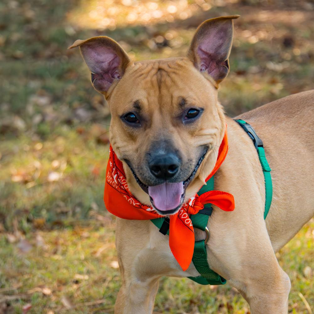 Enlarge Terry, a Adoptable Labrador Retriever in Marietta, GA image 5/6