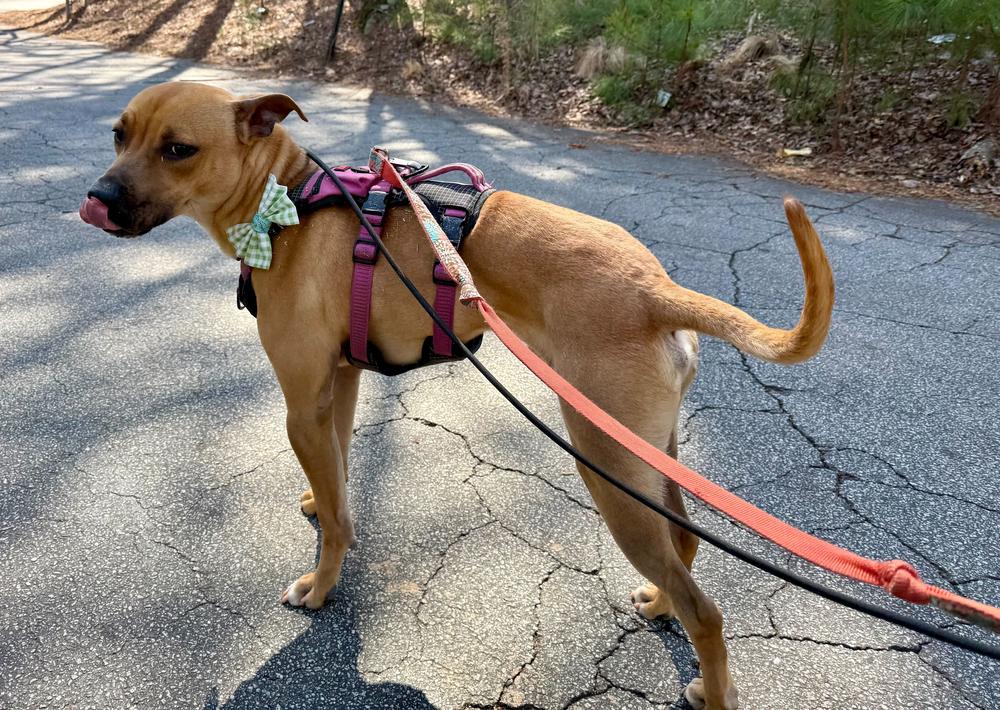 Enlarge Terry, a Adoptable Labrador Retriever in Marietta, GA image 5/6