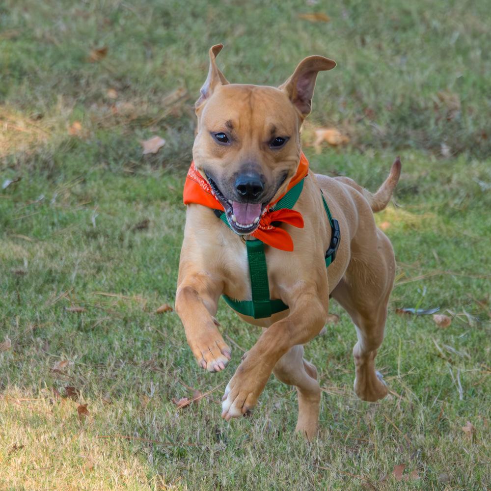 Enlarge Terry, a Adoptable Labrador Retriever in Marietta, GA image 6/6
