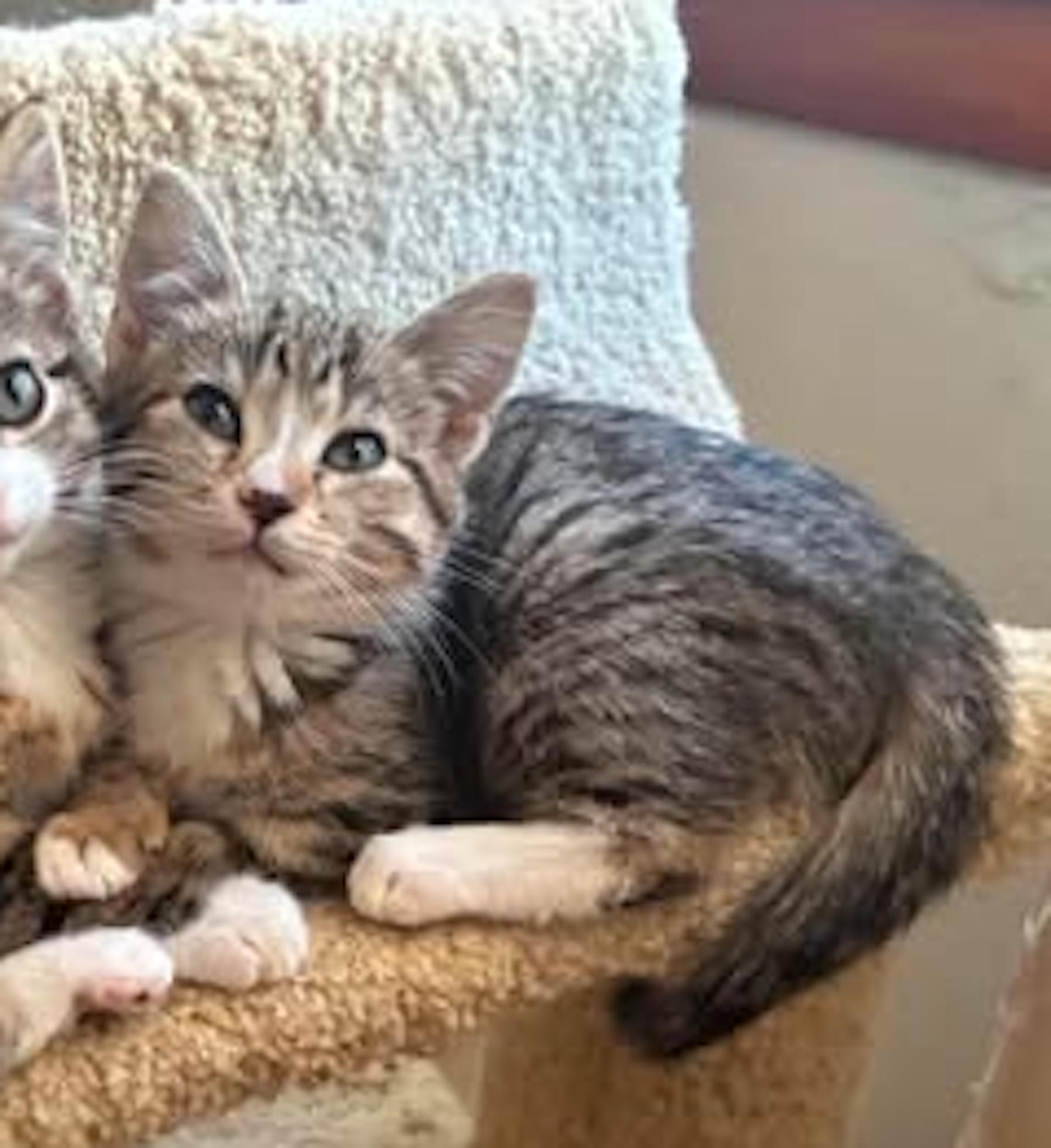 Wrigley, adoptable, Senior Female Domestic Short Hair.