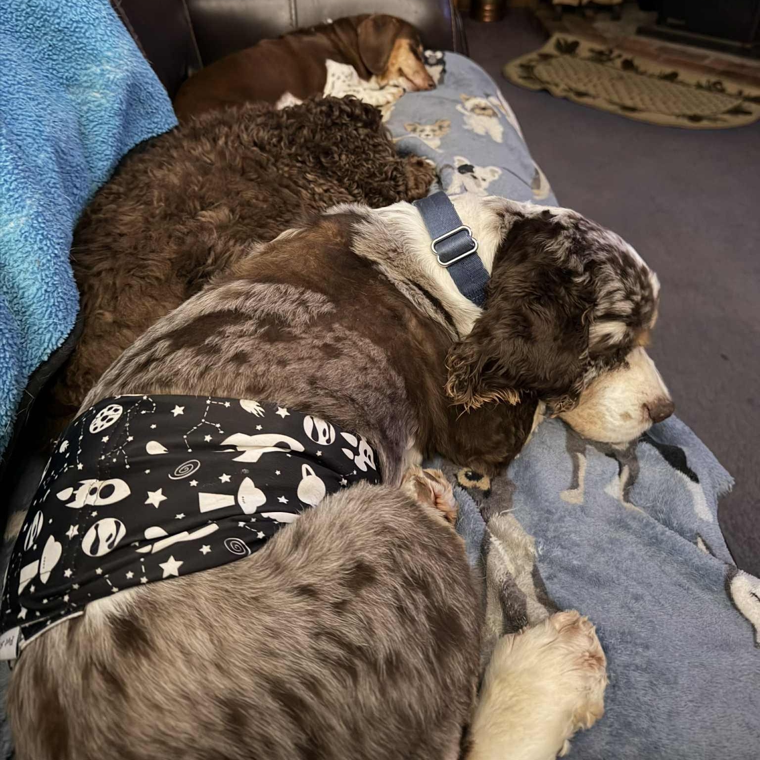 Bouncer, a Adoptable Cocker Spaniel image 6/6