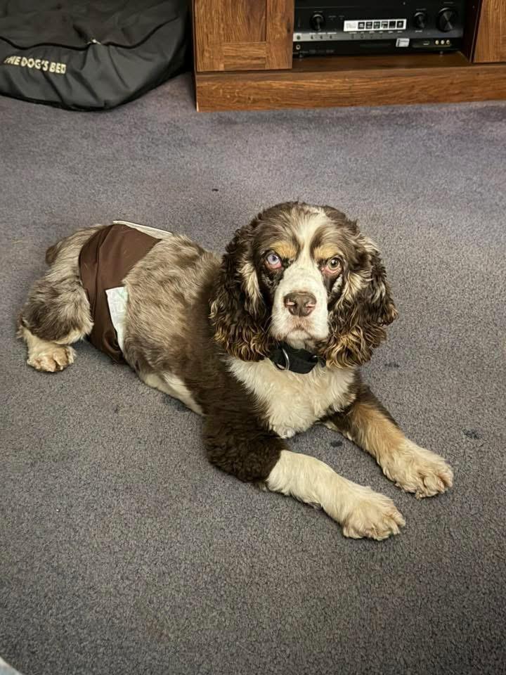 Bouncer, Adoptable, Adult Male Cocker Spaniel.
