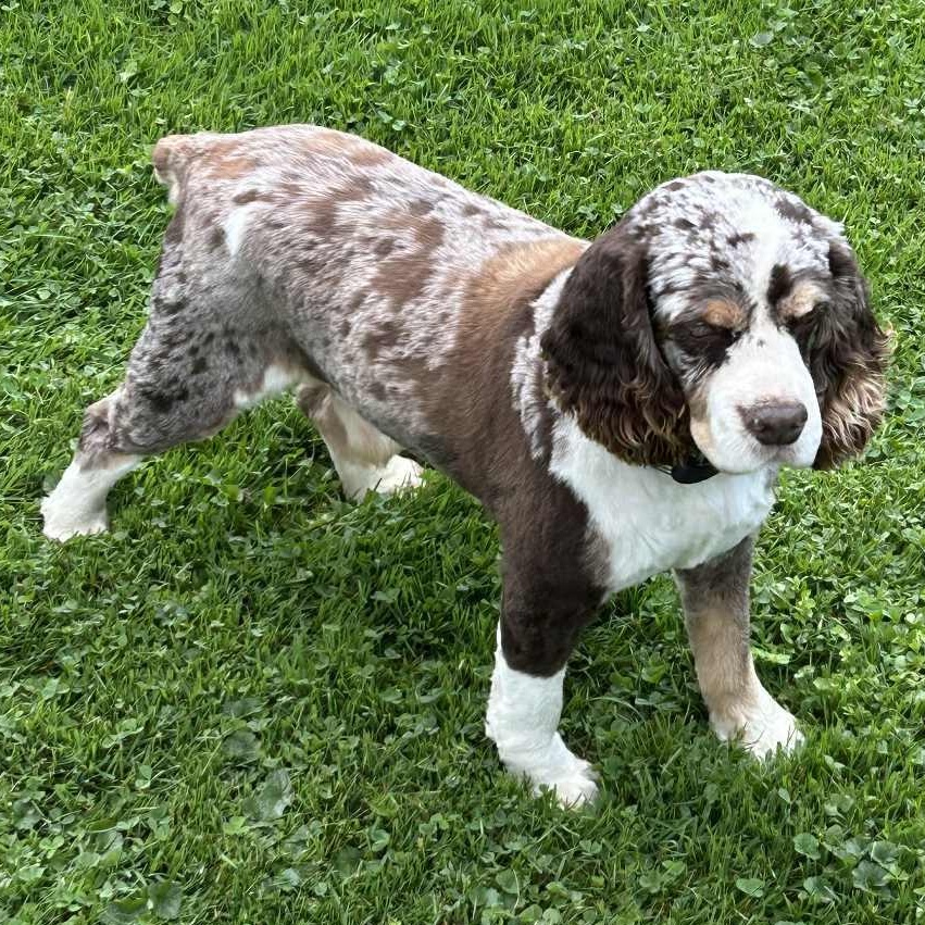 Bouncer, a Adoptable Cocker Spaniel image 3/6