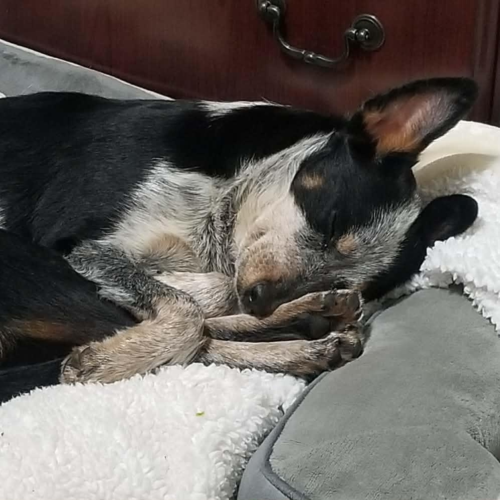 Enlarge Lily, an adoptable mixed breed in Cambridge, OH image 5/6