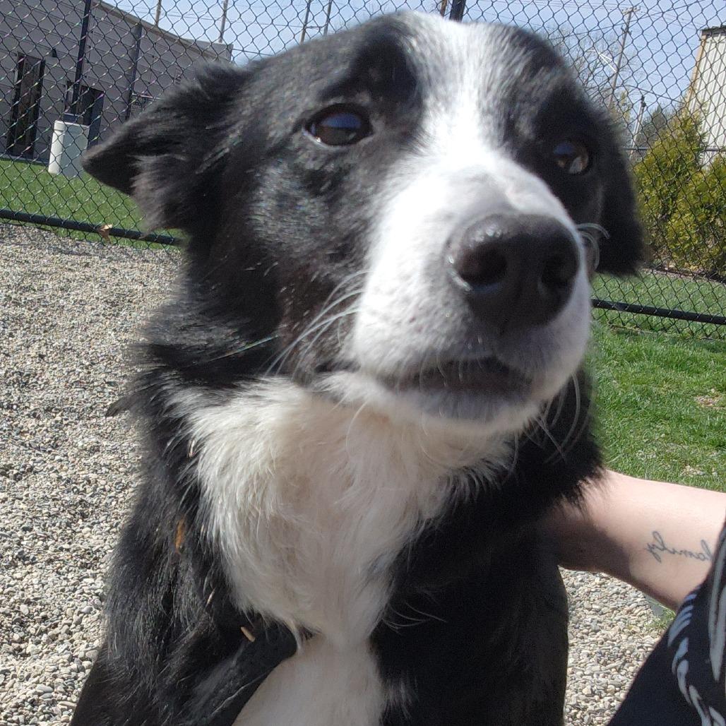 Enlarge Milly May, a Adoptable Border Collie in Fort Wayne, IN image 1/6