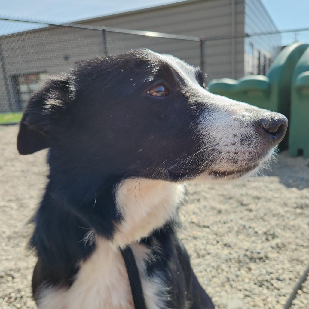Enlarge Milly May, a Adoptable Border Collie in Fort Wayne, IN image 2/6