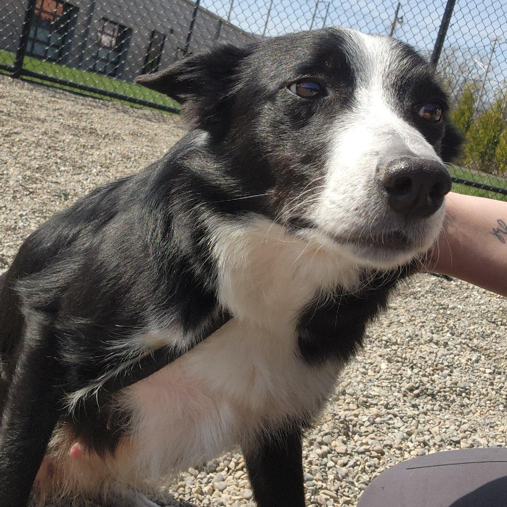 Enlarge Milly May, a Adoptable Border Collie in Fort Wayne, IN image 3/6