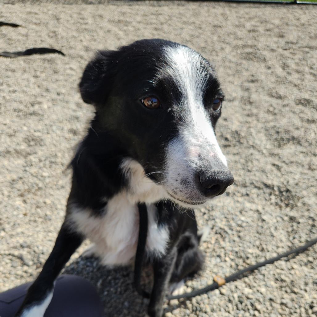 Enlarge Milly May, a Adoptable Border Collie in Fort Wayne, IN image 4/6