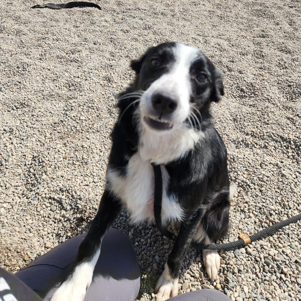 Enlarge Milly May, a Adoptable Border Collie in Fort Wayne, IN image 5/6