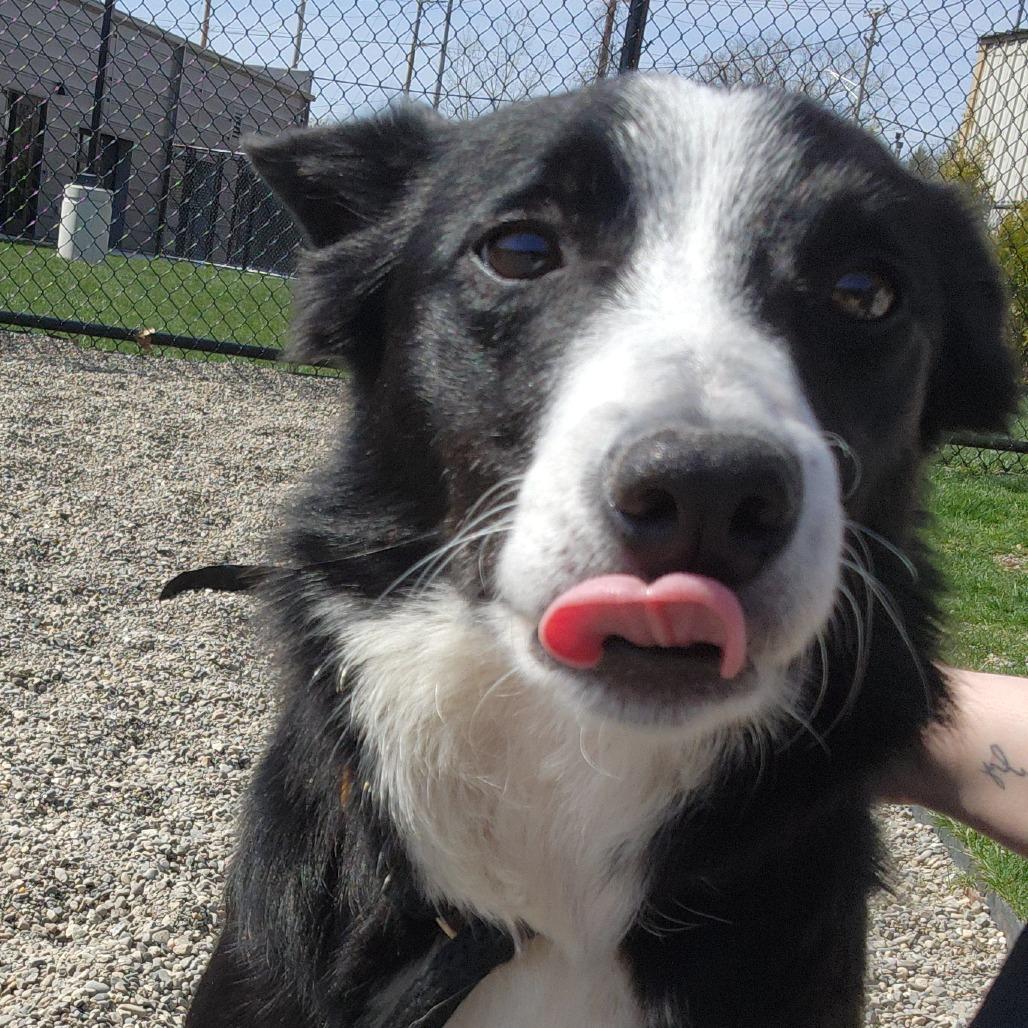Enlarge Milly May, a Adoptable Border Collie in Fort Wayne, IN image 6/6
